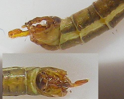 Réf. 187 716 : Cylindrotoma distinctissima